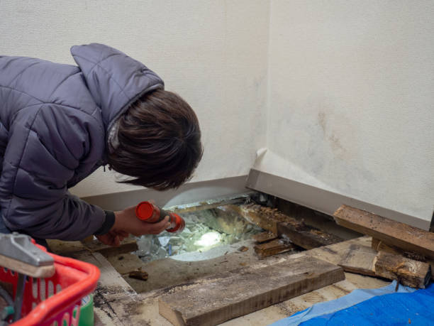 Best Residential Mold Inspection & Testing  in Seneca, MO