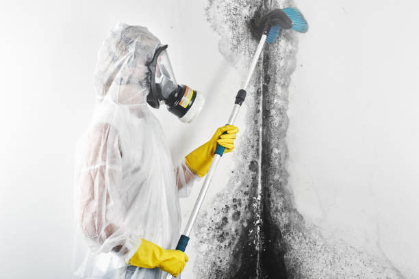 Best Mold Prevention Services  in Seneca, MO