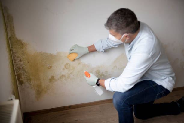 Mold Documentation for Insurance Claims in Seneca, MO