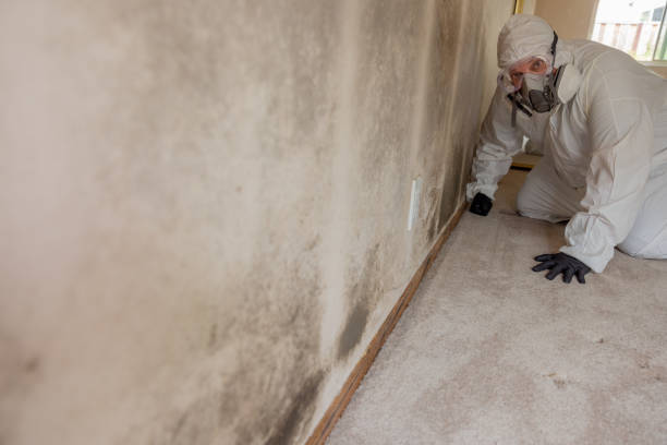 Best Black Mold Removal  in Seneca, MO